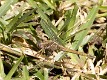 Orthetrum chrysostigma female Zambia-8484